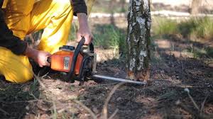 Best Tree Planting Services  in Wild Peach Village, TX